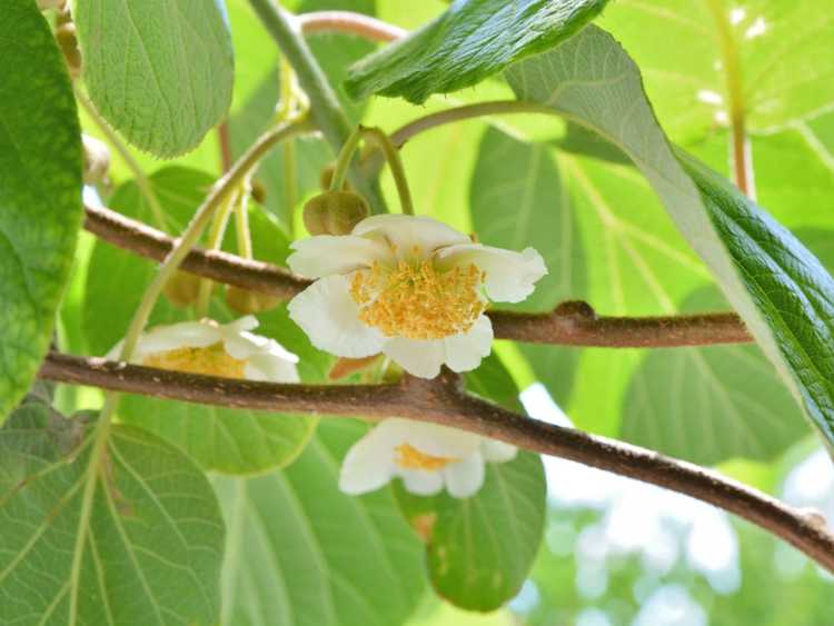 Lire la suite à propos de l’article Informations sur les plantes pollinisatrices de kiwi