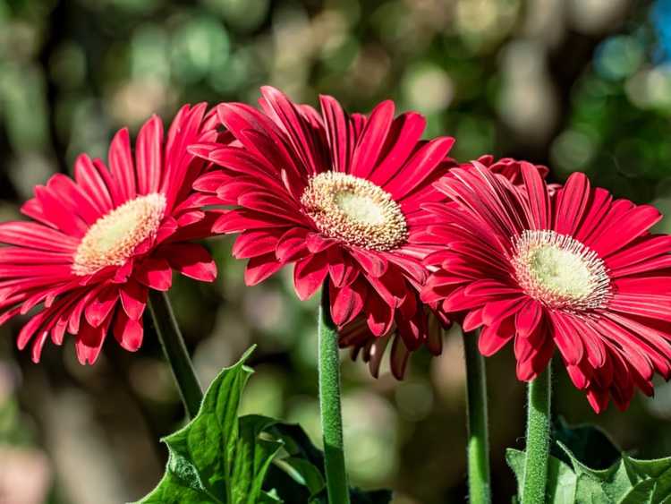 Lire la suite à propos de l’article Asteraceae : la plus grande famille de plantes sur Terre