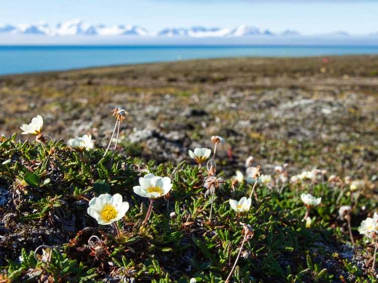 Lire la suite à propos de l’article Plantes de la toundra arctique et leurs adaptations