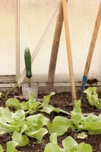 Lire la suite à propos de l’article Entretien de la laitue Bibb d'été – Comment faire pousser une plante de laitue Bibb d'été