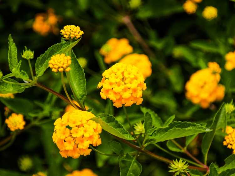 You are currently viewing Pas de fleurs sur les plantes de Lantana : raisons pour lesquelles un Lantana ne fleurira pas