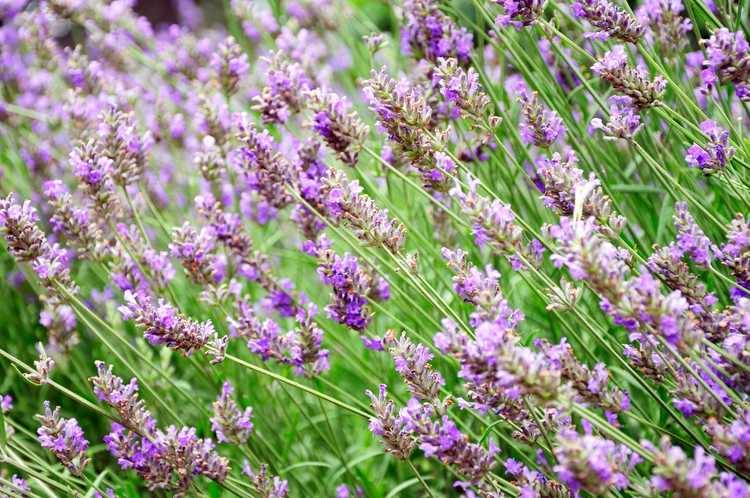 You are currently viewing Soins phénoménaux à la lavande – Comment faire pousser des plantes de lavande « phénoménales »