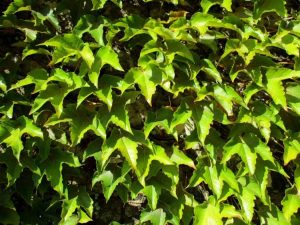 Lire la suite à propos de l’article Boston Ivy Care : Conseils pour cultiver et planter le lierre de Boston