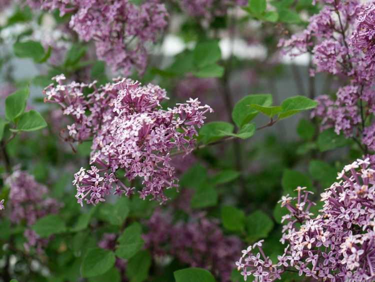 You are currently viewing Cultiver des lilas nains – En savoir plus sur les variétés courantes de lilas nains