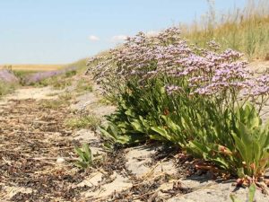 Lire la suite à propos de l’article Informations sur les plantes de limonium : conseils pour cultiver de la lavande de mer dans le jardin