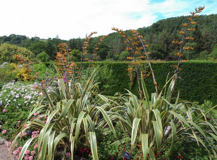 You are currently viewing Informations sur les plantes de lin de Nouvelle-Zélande : Conseils sur l'entretien des plantes de lin de Nouvelle-Zélande