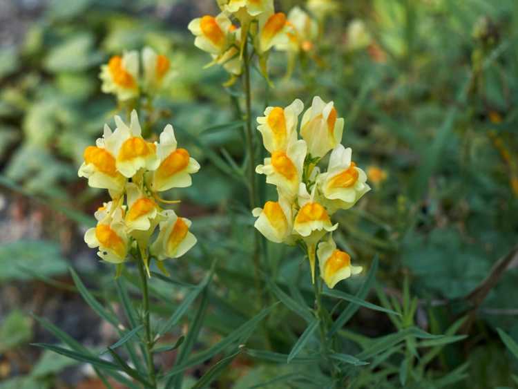 Lire la suite à propos de l’article Contrôle de la linaire : informations sur le contrôle des plantes de linaire