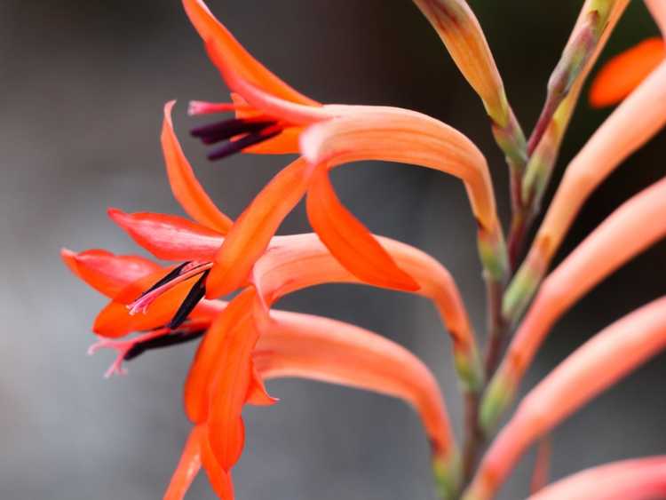 You are currently viewing Cultiver des Watsonias : Informations sur les plantes de Watsonia Bugle Lily