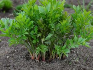 Lire la suite à propos de l’article Maladie des plantes de livèche : comment gérer les maladies des plantes de livèche