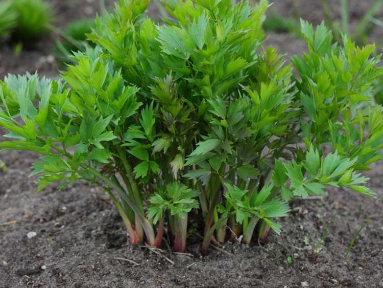 You are currently viewing Maladie des plantes de livèche : comment gérer les maladies des plantes de livèche