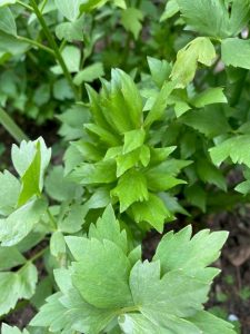 Lire la suite à propos de l’article Plantes de livèche dans le jardin – Conseils pour cultiver la livèche