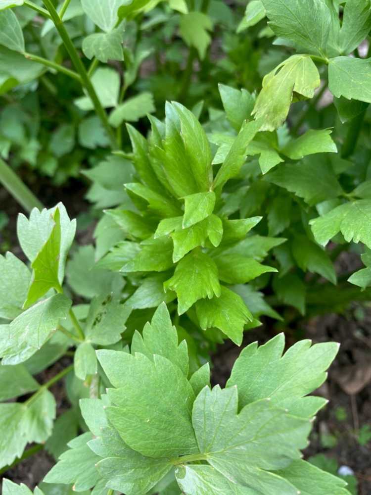 You are currently viewing Plantes de livèche dans le jardin – Conseils pour cultiver la livèche