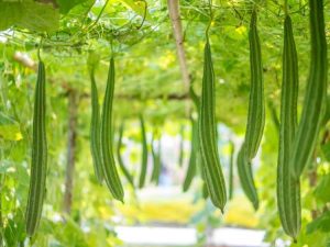 Lire la suite à propos de l’article Entretien des plantes Luffa : informations sur la plantation de courges Luffa