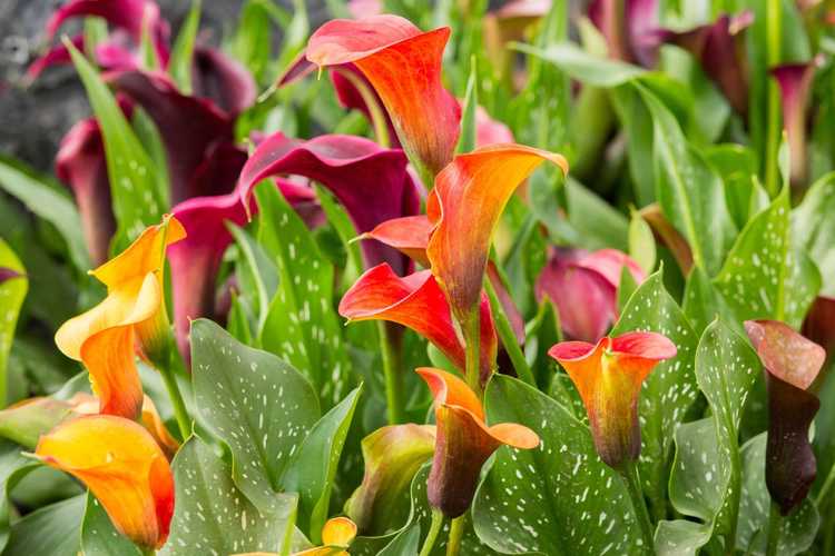 You are currently viewing Diviser les lys Calla – Comment et quand diviser les Callas