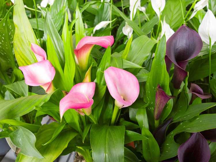 You are currently viewing Calla Lily Care – Conseils sur la culture des lys Calla