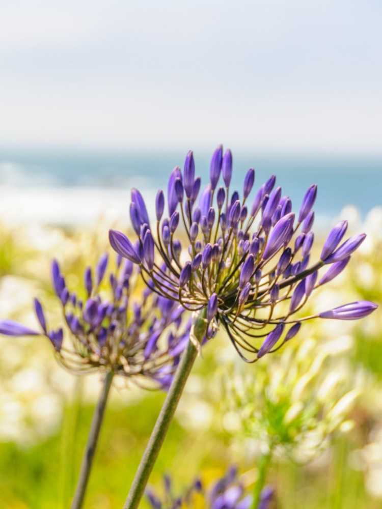 Lire la suite à propos de l’article Triteleia Care: Conseils pour cultiver des plantes de lys triplet