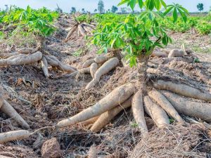 Lire la suite à propos de l’article Entretien des plantes de manioc – Informations sur la culture du manioc