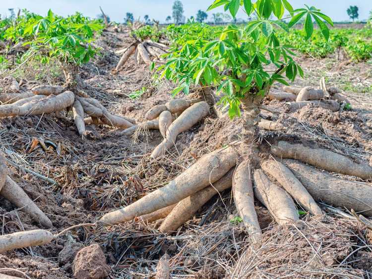 You are currently viewing Entretien des plantes de manioc – Informations sur la culture du manioc