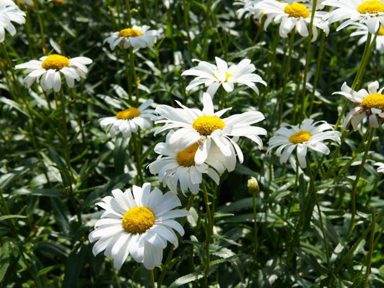 You are currently viewing Marguerites Oxeye dans le paysage – Comment contrôler les plantes de marguerites Oxeye