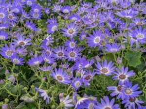 Lire la suite à propos de l’article Cineraria Blue Daisy Info – Comment faire pousser des plantes de marguerite bleue