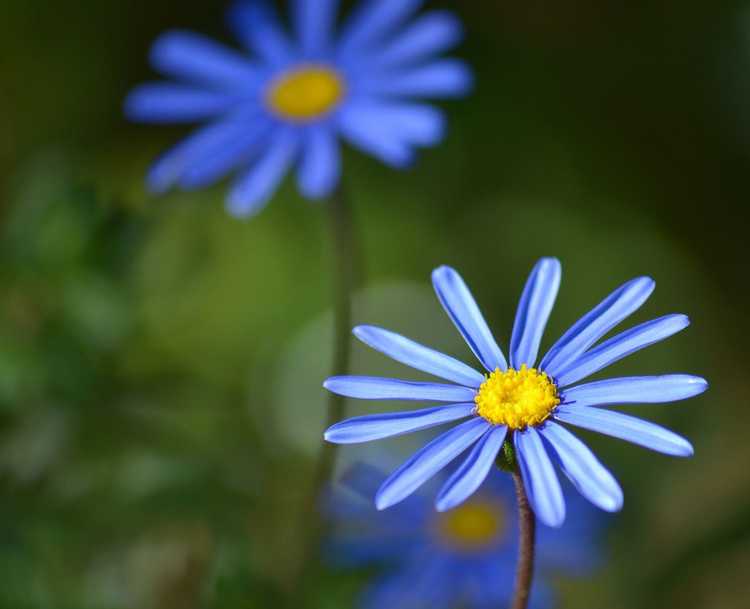 You are currently viewing Entretien des plantes Blue Daisy: Conseils pour cultiver des plantes Felicia Daisy