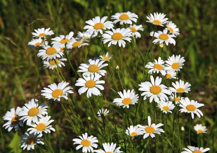 You are currently viewing Quand puis-je diviser les marguerites Shasta : conseils pour diviser une plante de marguerite Shasta