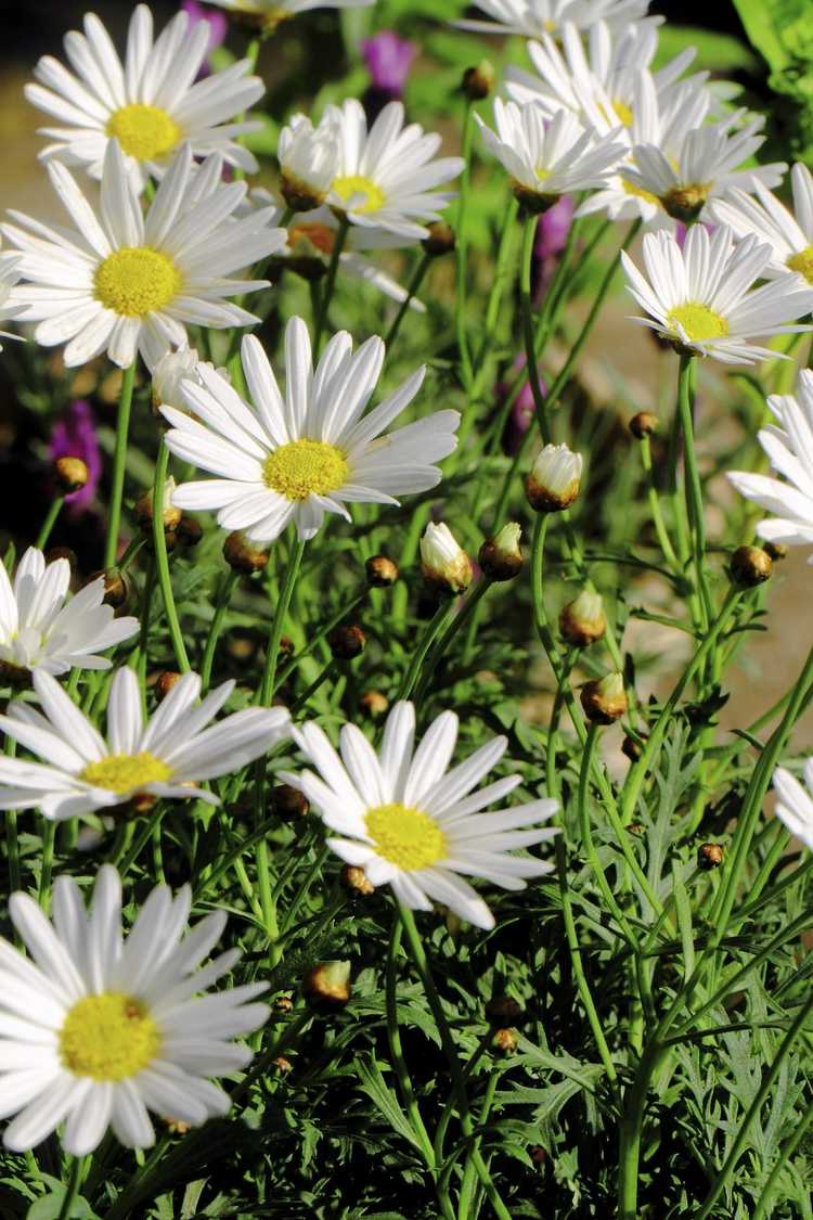 You are currently viewing Shasta cultivé en pot – Prendre soin des plantes de marguerite Shasta en pots