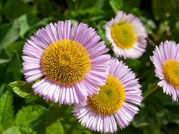 You are currently viewing Plantes de marguerites de bord de mer : en savoir plus sur la culture de marguerites de bord de mer