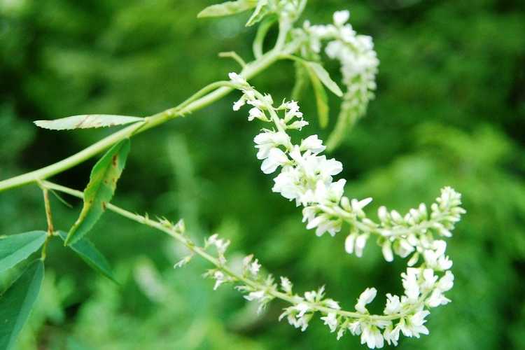 Lire la suite à propos de l’article Informations sur le mélilot blanc – Apprenez à cultiver des plantes de mélilot blanc