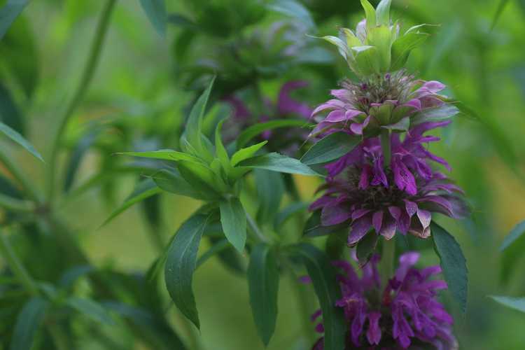 Lire la suite à propos de l’article Qu'est-ce que la mélisse citronnée : en savoir plus sur la culture des plantes de menthe citronnée