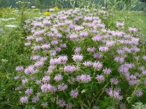 Lire la suite à propos de l’article Propagation de plantes de mélisse : comment propager des graines, des boutures et des divisions de bergamote