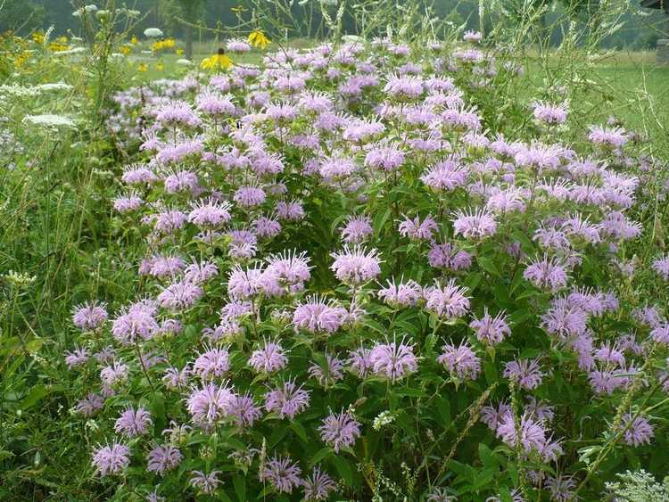 You are currently viewing Propagation de plantes de mélisse : comment propager des graines, des boutures et des divisions de bergamote