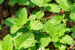 Lire la suite à propos de l’article Menthe envahissante – Comment tuer les plantes de menthe