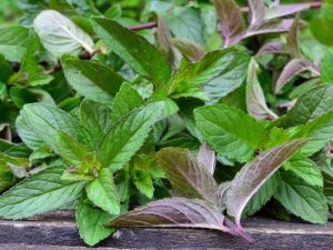 Lire la suite à propos de l’article Mentha Aquatica – Informations sur la culture de la menthe aquatique