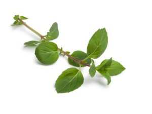 Lire la suite à propos de l’article Cultiver de la menthe au gingembre: soin des plantes de menthe au gingembre