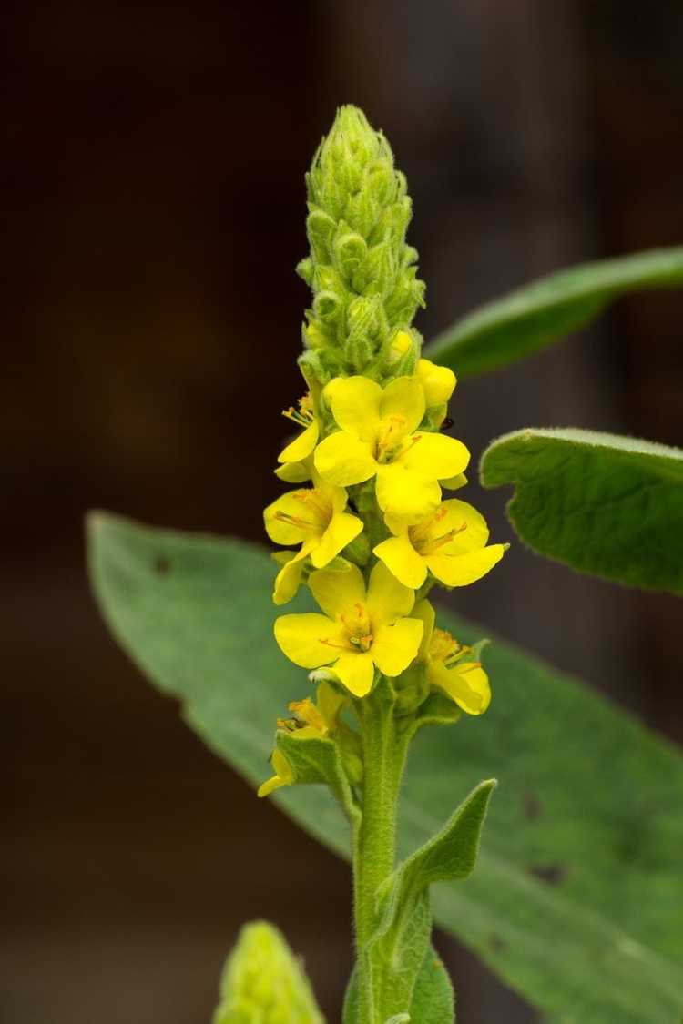 You are currently viewing Plantes de molène mortes – Dois-je tuer mes fleurs de verbascum