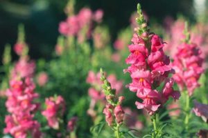 Lire la suite à propos de l’article Annuel vs. Plantes vivaces de muflier : combien de temps vivent les mufliers