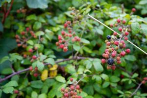 Lire la suite à propos de l’article Quelles mûres sont envahissantes : comment contrôler les plants de mûres