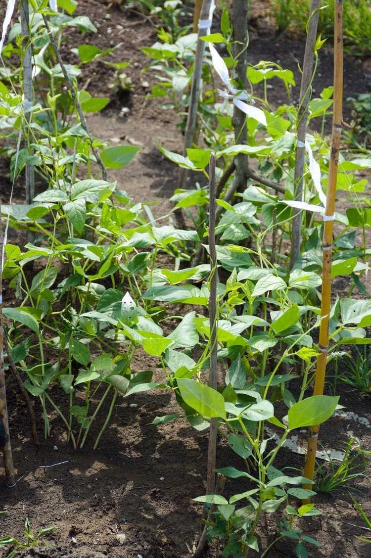 You are currently viewing Problèmes des jeunes pois du sud : découvrez les maladies des semis de niébé