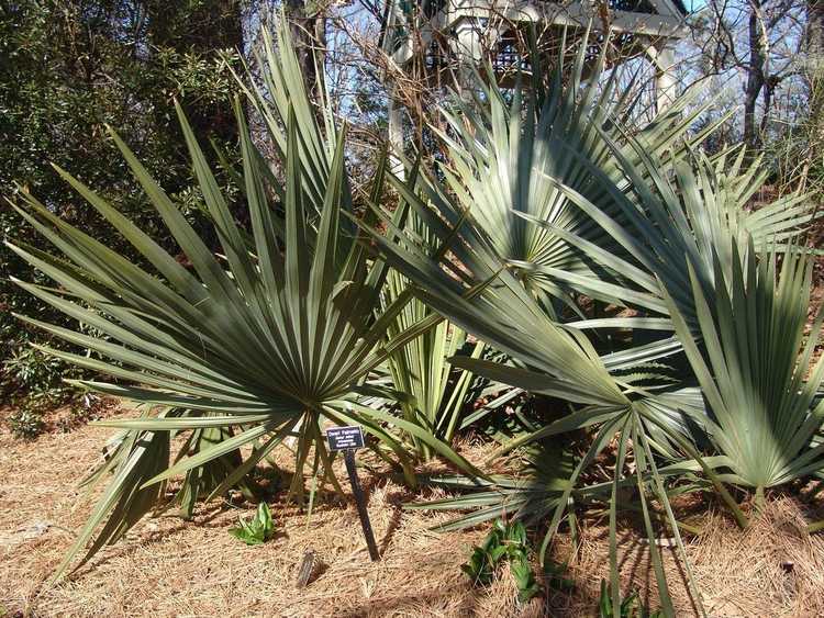 You are currently viewing Informations sur les palmiers nains – Comment faire pousser des plantes de palmier nain