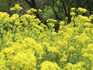 Lire la suite à propos de l’article Entretien des plantes pastel : conseils sur l'utilisation des colorants végétaux pastel