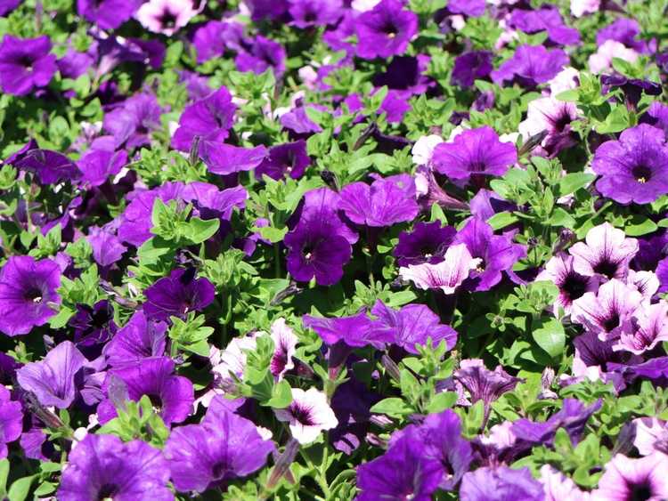 You are currently viewing Plantes de pétunia ondulées: comment prendre soin des pétunias ondulés