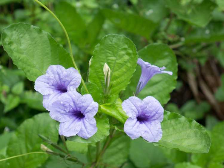 Lire la suite à propos de l’article Qu'est-ce que le pétunia sauvage Ruellia : découvrez les soins apportés aux plantes Ruellia