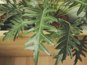 Lire la suite à propos de l’article Transplantation de Philodendron d'arbre: Conseils pour rempoter les plantes de Philodendron d'arbre