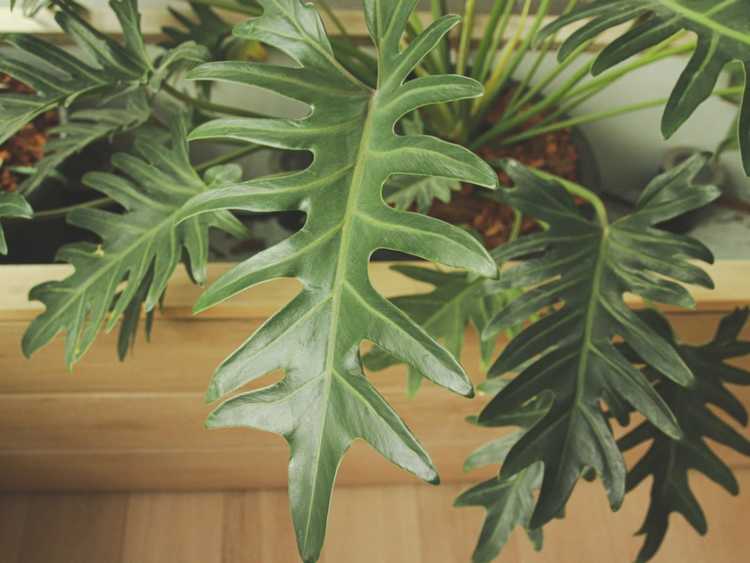 You are currently viewing Transplantation de Philodendron d'arbre: Conseils pour rempoter les plantes de Philodendron d'arbre