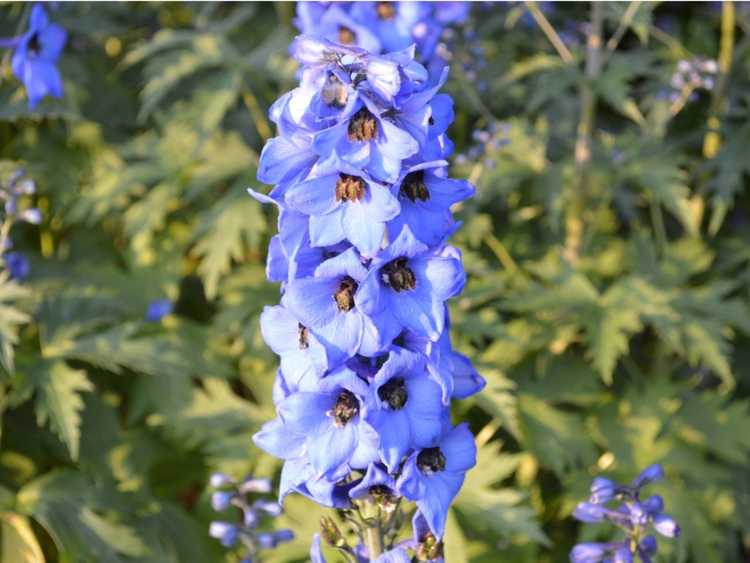 You are currently viewing Entretien annuel des fleurs de pied d'alouette: comment faire pousser des plantes de pied d'alouette dans le jardin