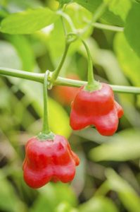 Lire la suite à propos de l’article Plantes de piments forts : conseils pour cultiver des poivrons pour la sauce piquante