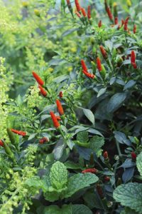 Lire la suite à propos de l’article Plantation d'accompagnement de piment – Que cultiver avec des plantes de piment fort