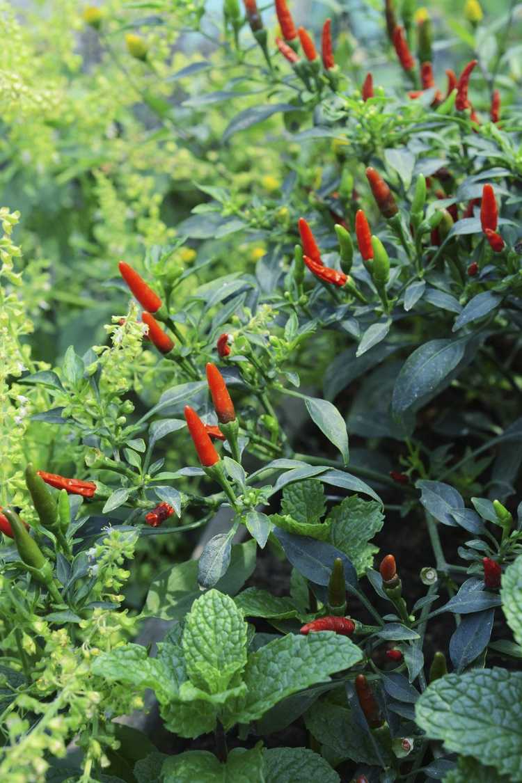 You are currently viewing Plantation d'accompagnement de piment – Que cultiver avec des plantes de piment fort