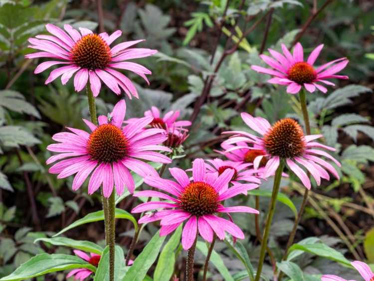 You are currently viewing Plantes de plein soleil en sol argileux – Que planter dans les sites de sol argileux en plein soleil